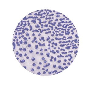 AMACO CR-54 Purple stoneware glaze - 1240.design