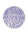 Szkliwo AMACO CR-54 Purple - 1240.design